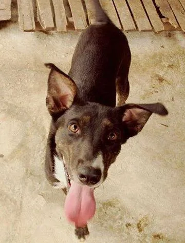Cachorro raça SRD idade 2 anos nome Miró