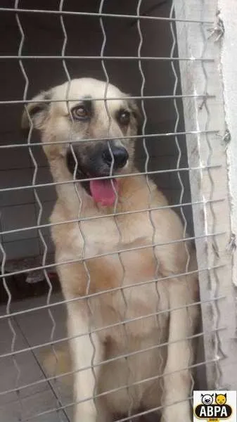 Cachorro raça SRD idade 3 anos nome Alfredo