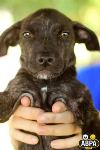 Cachorro raça SRD idade 7 a 11 meses nome Pablo