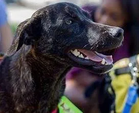 Cachorro raça SRD idade 7 a 11 meses nome Pablo