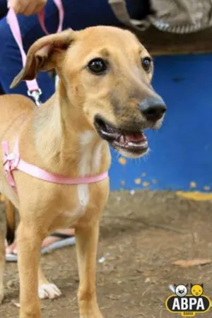 Cachorro raça SRD idade 7 a 11 meses nome Sol