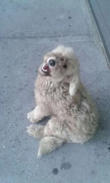 Cachorro ra a Poodle idade 1 ano nome manu