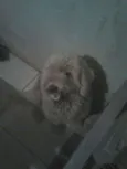 manu