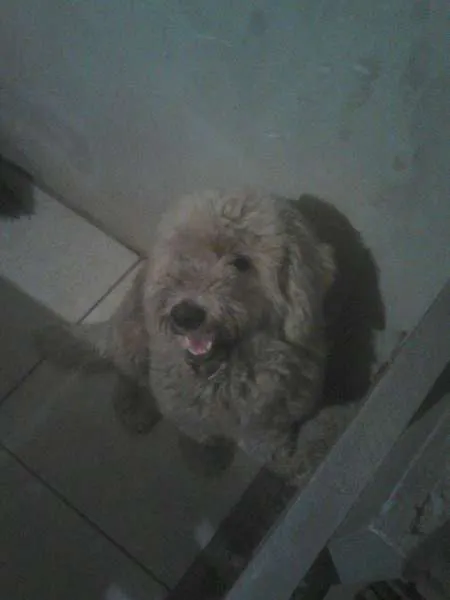 Cachorro ra a Poodle idade 1 ano nome manu