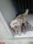 manu