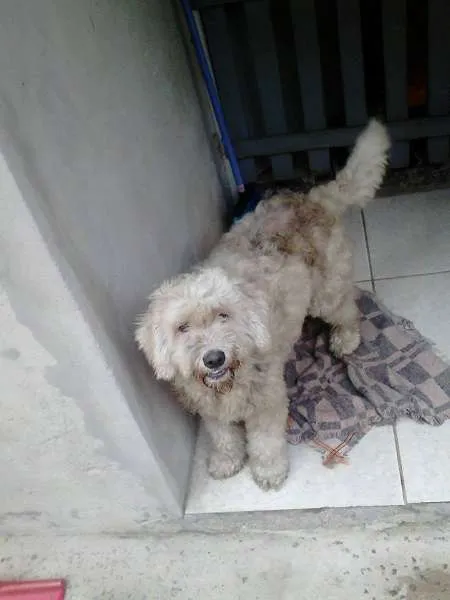 Cachorro ra a Poodle idade 1 ano nome manu