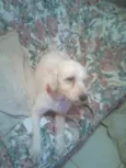 manu
