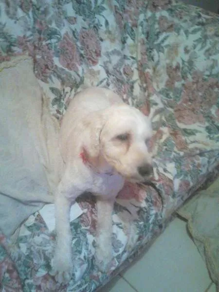 Cachorro ra a Poodle idade 1 ano nome manu