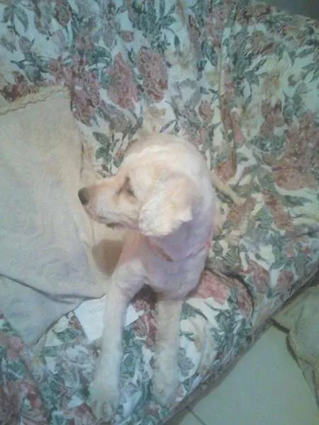Cachorro ra a Poodle idade 1 ano nome manu