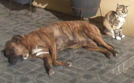 Cachorro ra a vira lata idade 3 anos nome Tiger