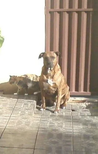 Cachorro ra a vira lata idade 3 anos nome Tiger