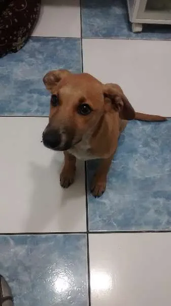 Cachorro ra a vira lata idade 2 a 6 meses nome Nina