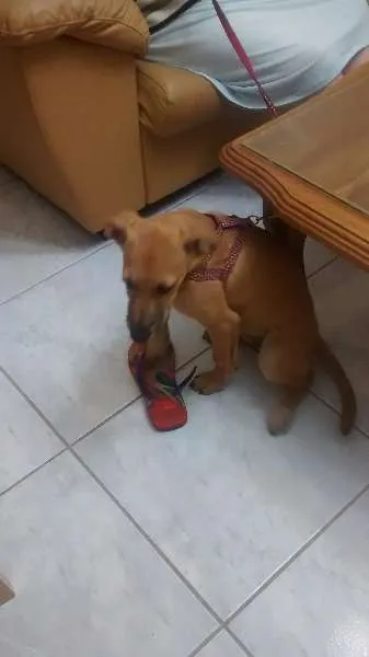 Cachorro ra a vira lata idade 2 a 6 meses nome Nina