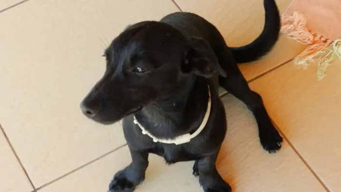 Cachorro ra a desconhecida idade 7 a 11 meses nome slech