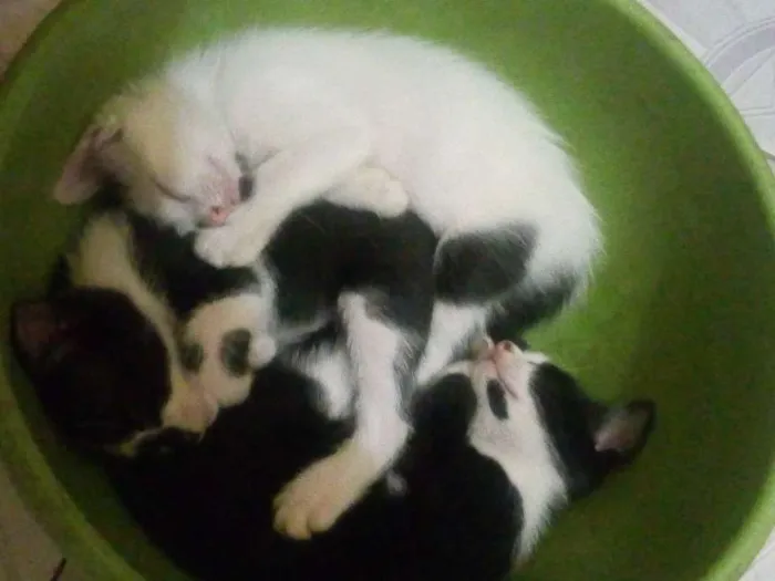 Gato raça vira-lata idade 2 a 6 meses nome nina/maggie/sam/katty