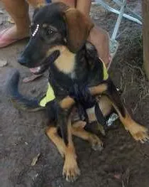 Cachorro raça SRD idade 7 a 11 meses nome Amora