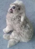 manu