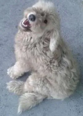 Cachorro raça Poodle idade 1 ano nome manu