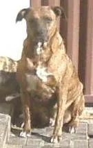 Cachorro ra a vira lata idade 3 anos nome Tiger