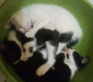 Gato raça vira-lata idade 2 a 6 meses nome nina/maggie/sam/katty