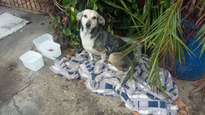 Cachorro ra a srd idade 5 anos nome vida
