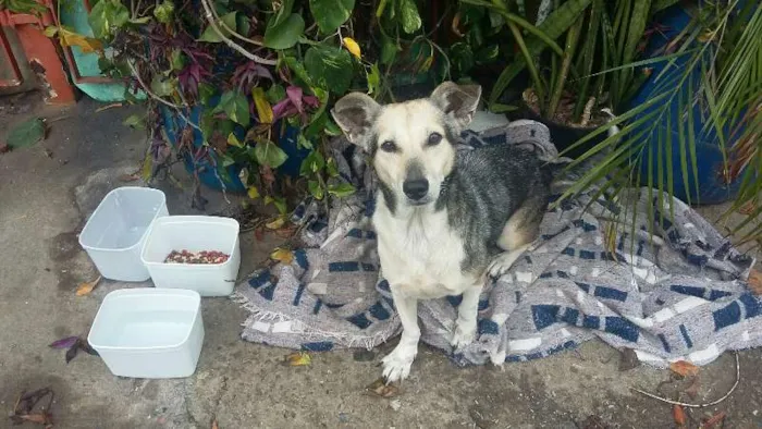 Cachorro ra a srd idade 5 anos nome vida