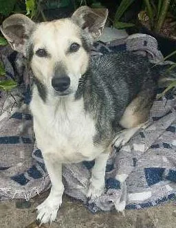 Cachorro ra a srd idade 5 anos nome vida