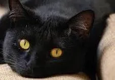 Gato raça SRD idade 7 a 11 meses nome PELUDINHA
