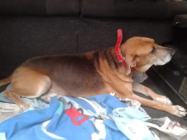 Cachorro ra a Perdigueiro idade 6 ou mais anos nome SANSÃO
