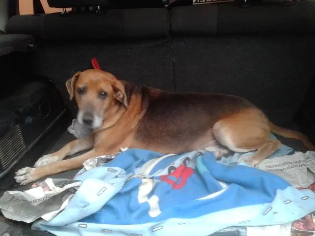 Cachorro ra a Perdigueiro idade 6 ou mais anos nome SANSÃO