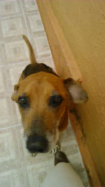Cachorro ra a Perdigueiro idade 6 ou mais anos nome SANSÃO