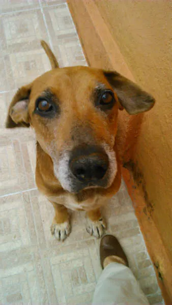 Cachorro ra a Perdigueiro idade 6 ou mais anos nome SANSÃO