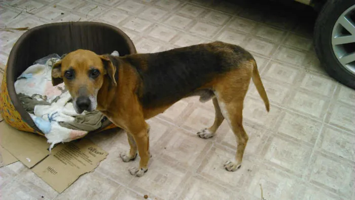 Cachorro ra a Perdigueiro idade 6 ou mais anos nome SANSÃO
