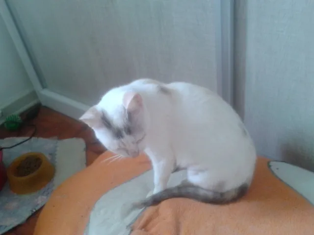 Gato ra a SRD idade 2 anos nome PÉROLA