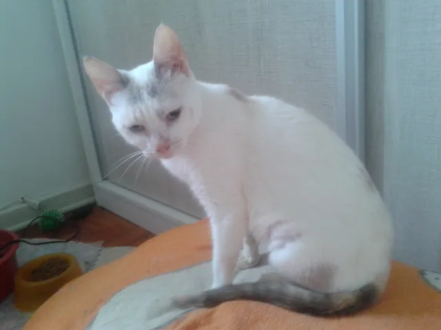 Gato ra a SRD idade 2 anos nome PÉROLA