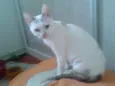 PÉROLA