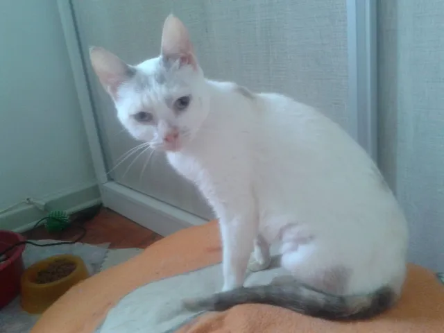 Gato ra a SRD idade 2 anos nome PÉROLA