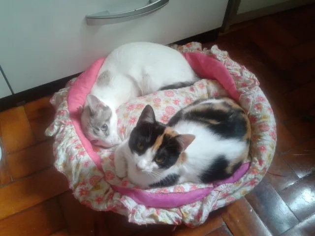 Gato ra a SRD idade 2 a 6 meses nome marylin&elis