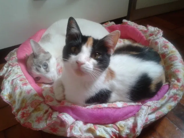 Gato ra a SRD idade 2 a 6 meses nome marylin&elis