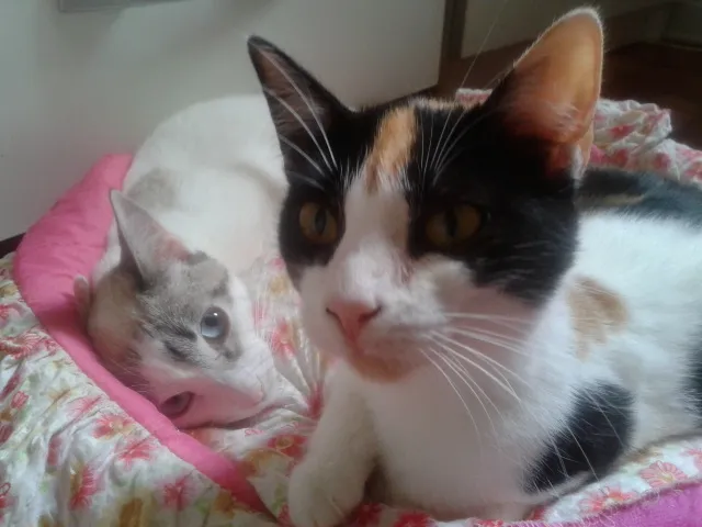 Gato ra a SRD idade 2 a 6 meses nome marylin&elis