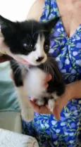 Gatinha