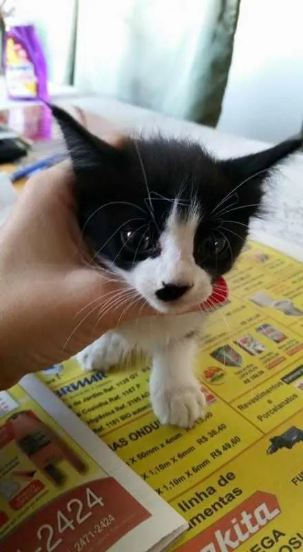 Gato ra a SRD idade Abaixo de 2 meses nome Gatinha