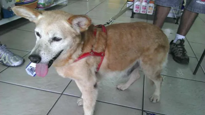 Cachorro ra a SRD idade 6 ou mais anos nome Francesco