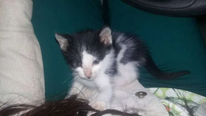 Gato ra a  idade Abaixo de 2 meses nome sem nome