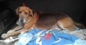 Cachorro raça Perdigueiro idade 6 ou mais anos nome SANSÃO