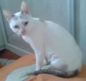Gato raça SRD idade 2 anos nome PÉROLA