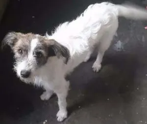 Cachorro raça Vira Lata idade 1 ano nome Doa se Fêmea Carinh