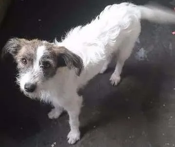 Cachorro ra a Vira Lata idade 1 ano nome Doa se Fêmea Carinh