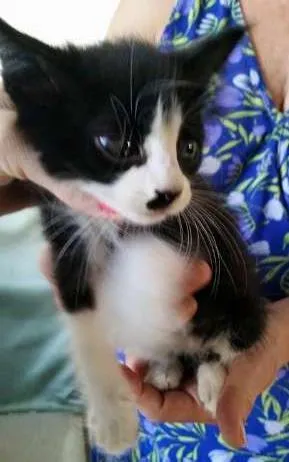 Gato raça SRD idade Abaixo de 2 meses nome Gatinha