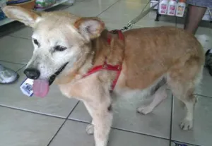 Cachorro raça SRD idade 6 ou mais anos nome Francesco